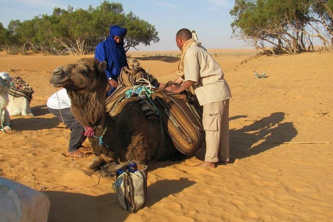 Camel ride and 1 night in the desert - Golden dunes and a desert that changes by the hour