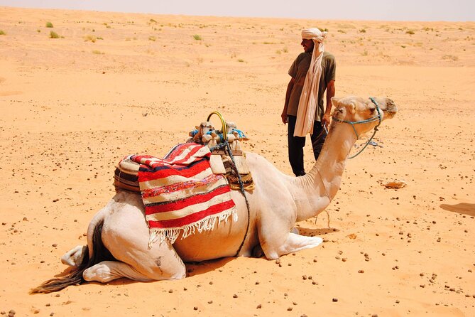 Day Trip in Ksar Ghilane with Lunch and Pickup - Price, group size, and dependability
