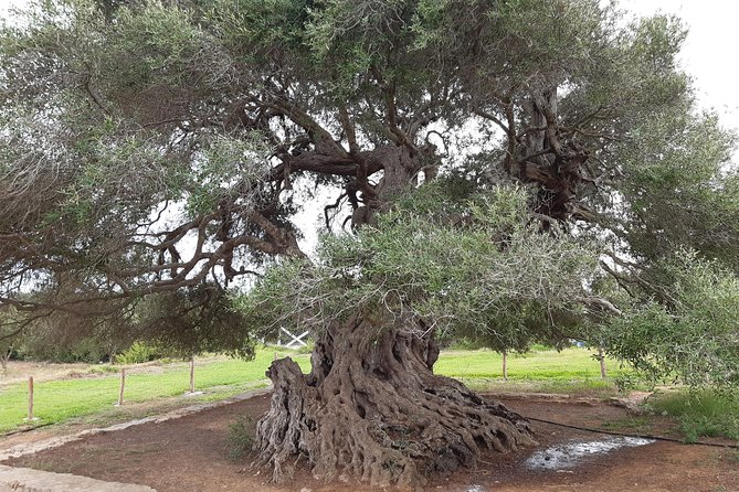 Daytrip to Kerkouen Unesco Site Kelibia and Houaria Caves - Echraf and Tunisia’s ancient olive tree