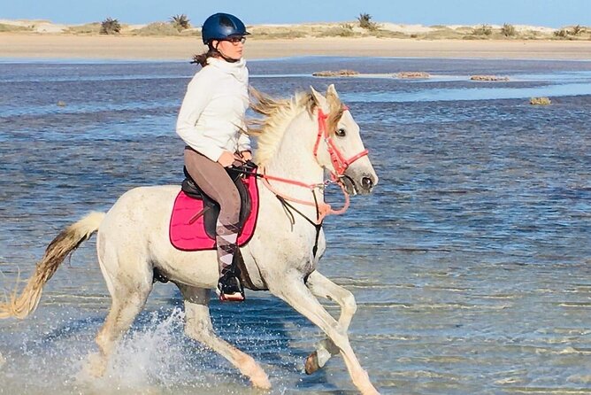 Discovery ride on horseback or camel 2h30 - Along the Coast and Back to the Ranch