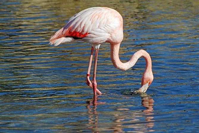 Djerba Flamingo Island Pirate Boatrip - Trip, Lunch & Pick-up - Returning across the sea to Houmt Souk