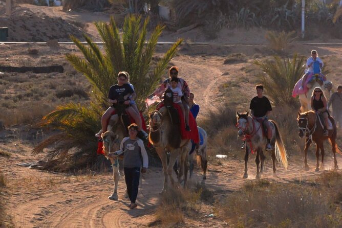 Explore Djerba by camel and horse - What the price means at $42.97