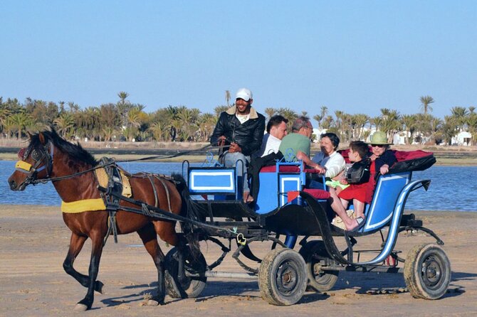 Explore Djerba by camel and horse - Safety, comfort, and animal care