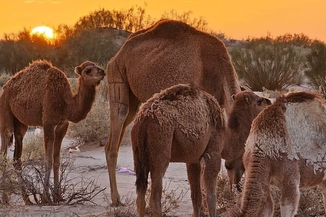 From Djerba: Explore the desert in a day - What the 6:00 am start means for your day
