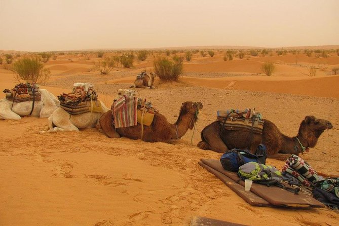 From Tozeur: 3-Day Desert Trip - Key points to know before you book