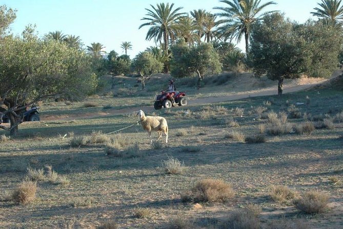 Great ride forest and blue lagoon in quad - Key points to know before you book