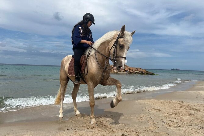 Horseback riding with private transfer - Meeting the horses at Monastir Hippodrome