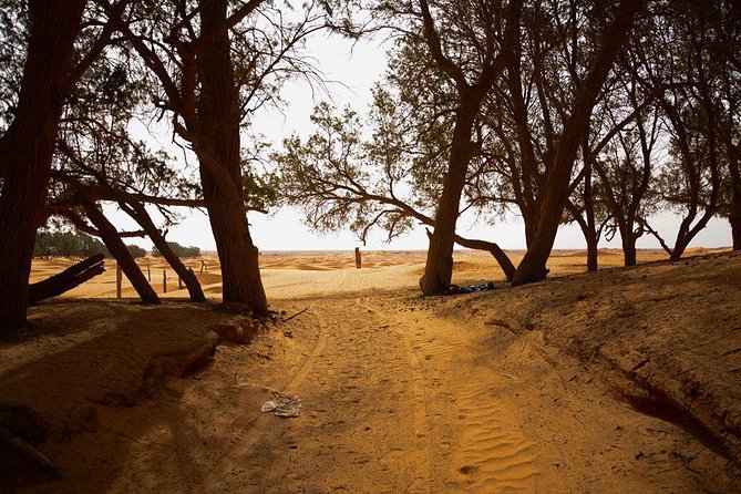 Ksar Ghilane 1 day: The hot spring and the homestay - Who should book this Ksar Ghilane day trip