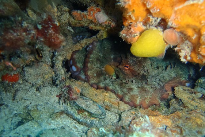 Octopus Rock Exploration - Certified Diver - Who will enjoy this outing most