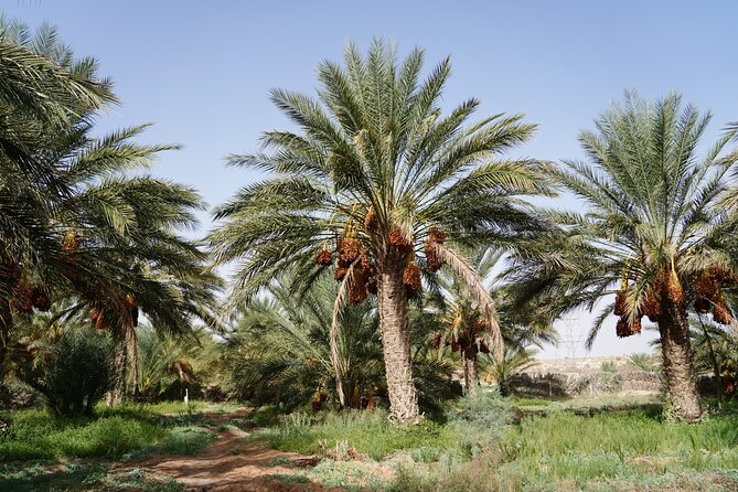 Private 3 Day Tour in Southern Tunisia or More - Chebika and Tamerza: the trip’s strongest scenery