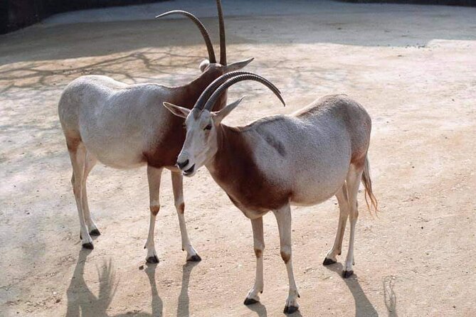 Private Excursion of Friguia Park and Medina of Hammamet - Is $140.95 per person good value?